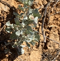 Atriplex holocarpa (Pop Saltbush) at Tibooburra, NSW - 19 Jun 2025 by Tapirlord