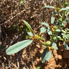 Euphorbia tannensis subsp. eremophila (Bottle Tree Caustic) at Tibooburra, NSW - 19 Jun 2025 by Tapirlord
