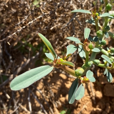 Euphorbia tannensis subsp. eremophila (Bottle Tree Caustic) at Tibooburra, NSW - 19 Jun 2025 by Tapirlord