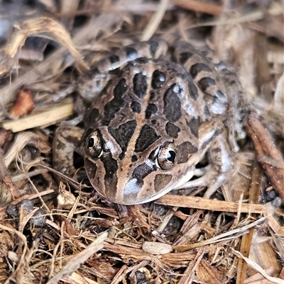 Limnodynastes tasmaniensis (Spotted Grass Frog) at Braidwood, NSW - 17 Aug 2025 by MatthewFrawley