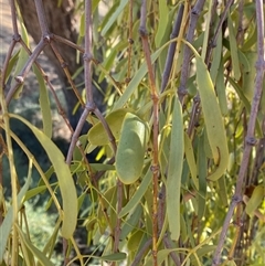 Lysiana subfalcata (Northern Mistletoe) at Tibooburra, NSW - 19 Jun 2025 by Tapirlord
