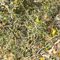 Enchylaena tomentosa (Ruby Saltbush) at Tibooburra, NSW - 19 Jun 2025 by Tapirlord