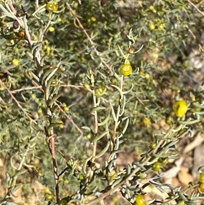 Enchylaena tomentosa (Ruby Saltbush) at Tibooburra, NSW - 19 Jun 2025 by Tapirlord