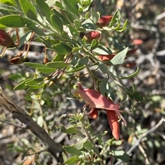 Eremophila maculata subsp. maculata (Spotted Fuchsia) at Tibooburra, NSW - 19 Jun 2025 by Tapirlord