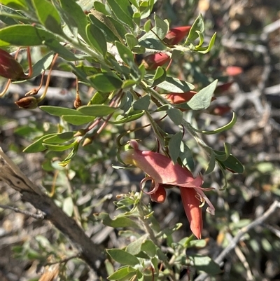 Eremophila maculata subsp. maculata (Spotted Fuchsia) at Tibooburra, NSW - 19 Jun 2025 by Tapirlord