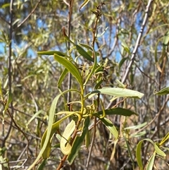 Eremophila bignoniiflora at Tibooburra, NSW - 19 Jun 2025 by Tapirlord