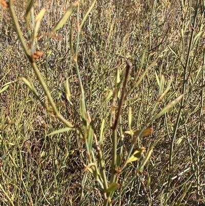 Duma florulenta (Lignum, Barrgay) at Tibooburra, NSW - 19 Jun 2025 by Tapirlord