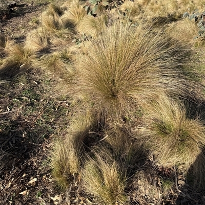 Nassella trichotoma (Serrated Tussock) at Bywong, NSW - 17 Aug 2025 by BronwenLundy