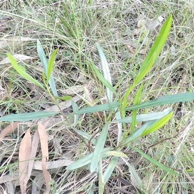 Olearia viscidula at Keinbah, NSW - 17 Aug 2025 by LeeMears