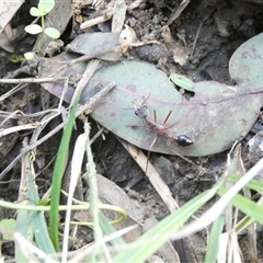 Myrmecia nigriceps (Black-headed bull ant) at Keinbah, NSW - 17 Aug 2025 by LeeMears
