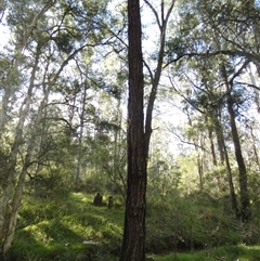 Eucalyptus fibrosa subsp. fibrosa at Keinbah, NSW - 17 Aug 2025 by LeeMears