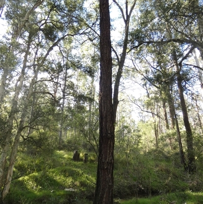 Eucalyptus fibrosa subsp. fibrosa at Keinbah, NSW - 17 Aug 2025 by LeeMears