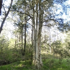 Melaleuca styphelioides at Keinbah, NSW - 17 Aug 2025 by LeeMears