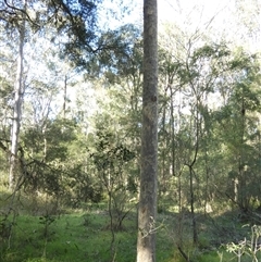 Corymbia maculata at Keinbah, NSW - 17 Aug 2025 by LeeMears