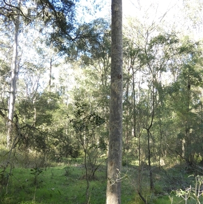 Corymbia maculata at Keinbah, NSW - 17 Aug 2025 by LeeMears