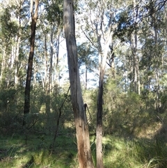 Eucalyptus moluccana at Keinbah, NSW - 17 Aug 2025 by LeeMears