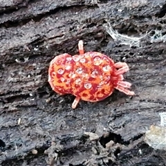 Trombidiidae (family) (Red velvet mite) at Nambucca Heads, NSW - 17 Aug 2025 by trevorpreston