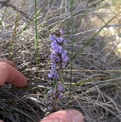 Hovea heterophylla (Common Hovea) at Hackett, ACT - 17 Aug 2025 by WalterEgo