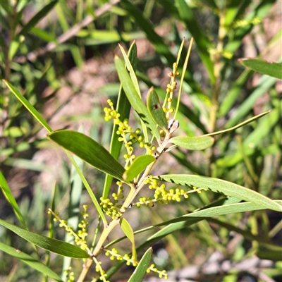 Acacia floribunda (White Sally Wattle, Gossamer Wattle) at Hackett, ACT - 17 Aug 2025 by abread111