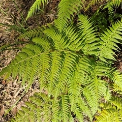Calochlaena dubia (Rainbow Fern) at Nambucca Heads, NSW - 17 Aug 2025 by trevorpreston
