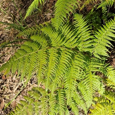Calochlaena dubia (Rainbow Fern) at Nambucca Heads, NSW - 17 Aug 2025 by trevorpreston