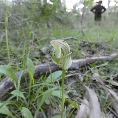 Pterostylis curta (Blunt Greenhood) at Keinbah, NSW - 17 Aug 2025 by LeeMears