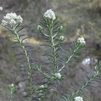 Ozothamnus diosmifolius at Sawyers Gully, NSW - 17 Aug 2025 by LeeMears