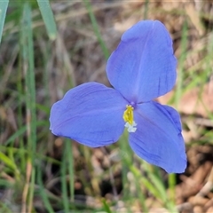 Patersonia glabrata (Native Iris) at Nambucca Heads, NSW - 17 Aug 2025 by trevorpreston