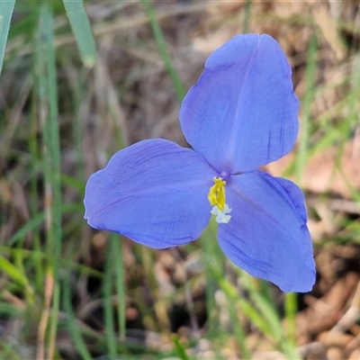 Patersonia glabrata (Native Iris) at Nambucca Heads, NSW - 17 Aug 2025 by trevorpreston