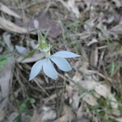 Caladenia catenata (White Fingers) at Keinbah, NSW - 17 Aug 2025 by LeeMears