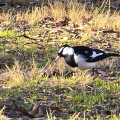 Grallina cyanoleuca (Magpie-lark) at Isaacs, ACT - 17 Aug 2025 by Mike
