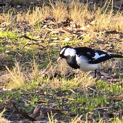 Grallina cyanoleuca (Magpie-lark) at Isaacs, ACT - 17 Aug 2025 by Mike