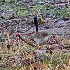 Malurus cyaneus (Superb Fairywren) at Isaacs, ACT - 17 Aug 2025 by Mike