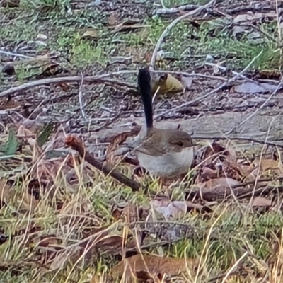 Malurus cyaneus (Superb Fairywren) at Isaacs, ACT - 17 Aug 2025 by Mike