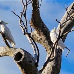 Cacatua galerita (Sulphur-crested Cockatoo) at Isaacs, ACT - 17 Aug 2025 by Mike
