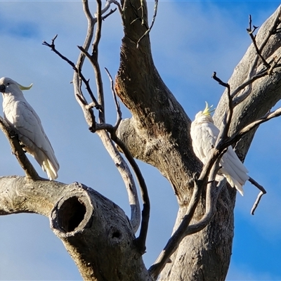 Cacatua galerita (Sulphur-crested Cockatoo) at Isaacs, ACT - 17 Aug 2025 by Mike