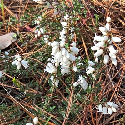 Cryptandra amara (Bitter Cryptandra) at Isaacs, ACT - 17 Aug 2025 by Mike
