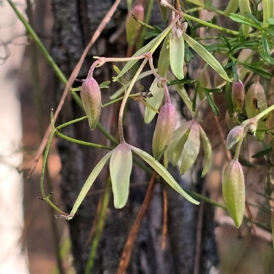 Clematis leptophylla (Small-leaf Clematis, Old Man's Beard) at Isaacs, ACT - 17 Aug 2025 by Mike