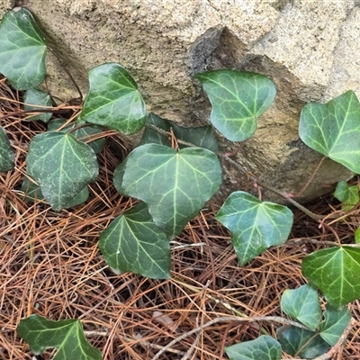 Hedera sp. (helix or hibernica) (Ivy) at Isaacs, ACT - 17 Aug 2025 by Mike