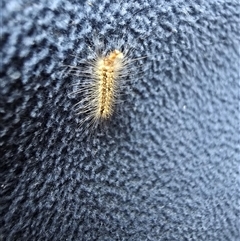 Uraba lugens (Gumleaf Skeletonizer) at Isaacs, ACT - 17 Aug 2025 by Mike