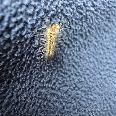 Uraba lugens (Gumleaf Skeletonizer) at Isaacs, ACT - 17 Aug 2025 by Mike
