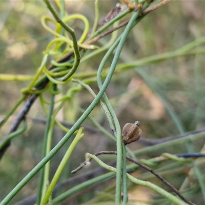 Cassytha filiformis at Nambucca Heads, NSW - 17 Aug 2025 by trevorpreston