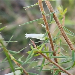 Unverified Other Shrub at Nambucca Heads, NSW - 17 Aug 2025 by trevorpreston