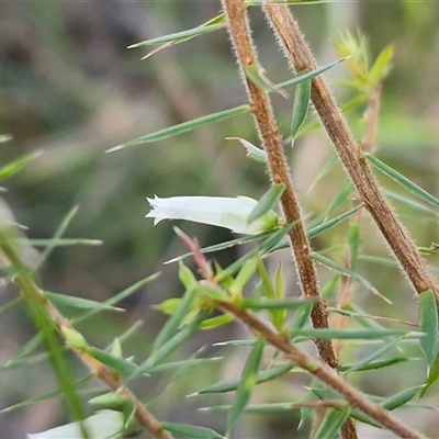 Unverified Other Shrub at Nambucca Heads, NSW - 17 Aug 2025 by trevorpreston