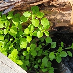 Stellaria media (Common Chickweed) at Hawker, ACT - 17 Aug 2025 by sangio7