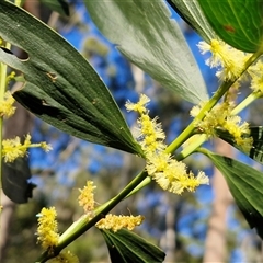 Acacia longifolia subsp. longifolia (sallow or Sydney golden wattle) at Nambucca Heads, NSW - 17 Aug 2025 by trevorpreston