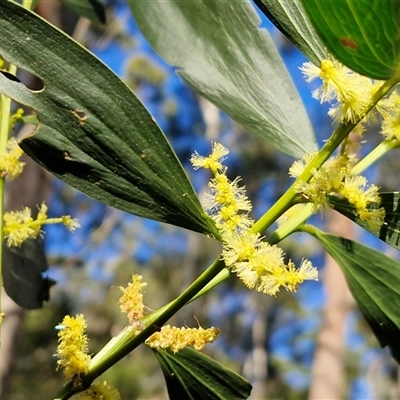 Acacia longifolia subsp. longifolia (sallow or Sydney golden wattle) at Nambucca Heads, NSW - 17 Aug 2025 by trevorpreston