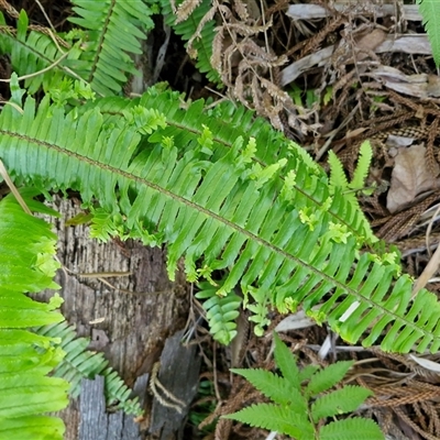 Nephrolepis cordifolia at Nambucca Heads, NSW - 17 Aug 2025 by trevorpreston