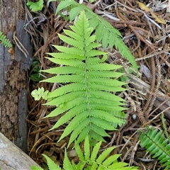 Christella dentata (Binung) at Nambucca Heads, NSW - 17 Aug 2025 by trevorpreston