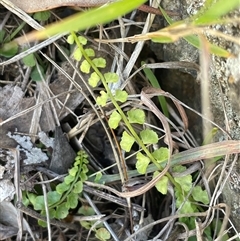 Asplenium flabellifolium (Necklace Fern) at Taylor, ACT - 17 Aug 2025 by Clarel